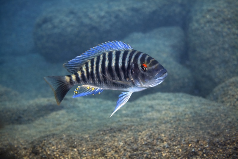 Petrochromis fasciolatus 'Bondola Bay'